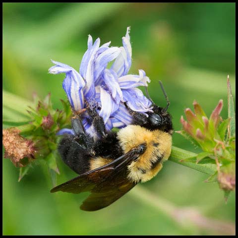 Brown-belted Bumble Bee