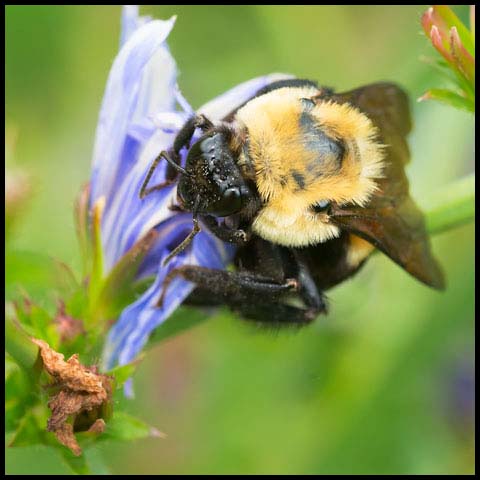 Brown-belted Bumble Bee