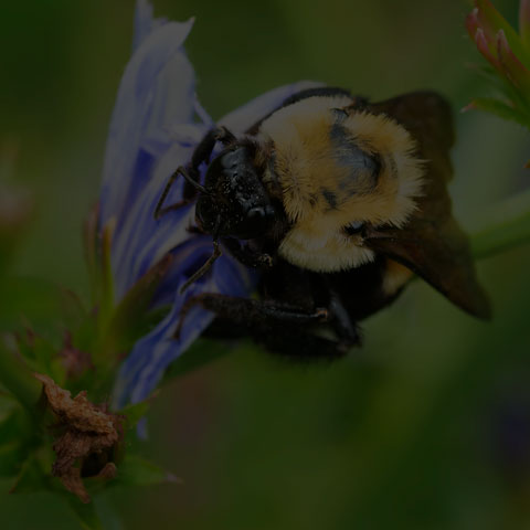 Brown-belted Bumble Bee