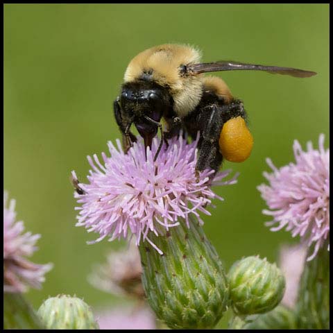 Brown-belted Bumble Bee