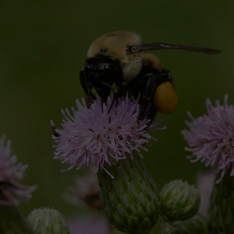 Brown-belted Bumble Bee