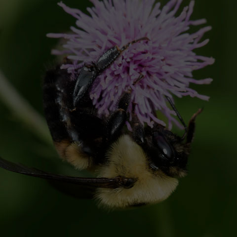 Brown-belted Bumble Bee