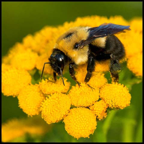 Brown-belted Bumble Bee