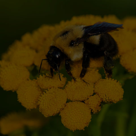Brown-belted Bumble Bee