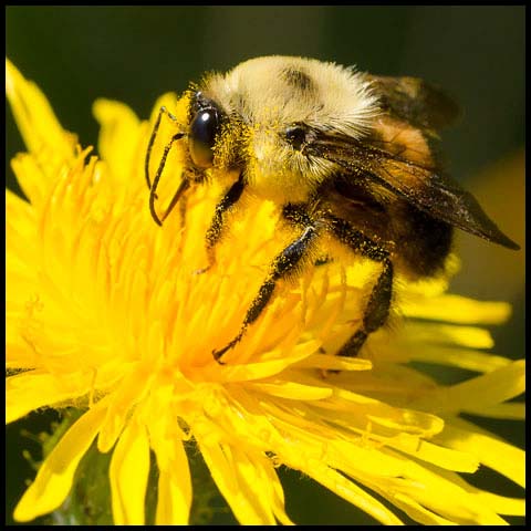 Brown-belted Bumble Bee