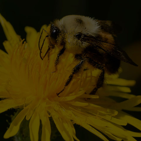 Brown-belted Bumble Bee
