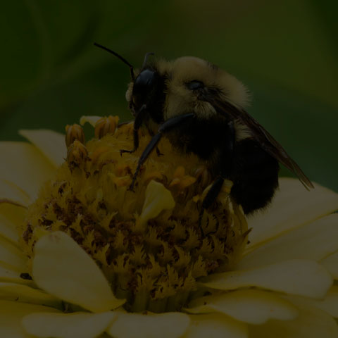 Brown-belted Bumble Bee