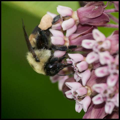 Brown-belted Bumble Bee