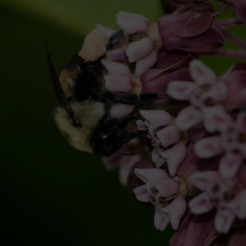 Brown-belted Bumble Bee