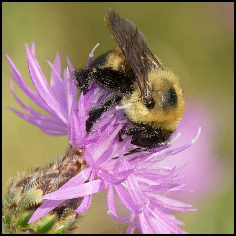 Brown-belted Bumble Bee