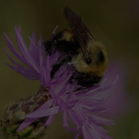 Brown-belted Bumble Bee
