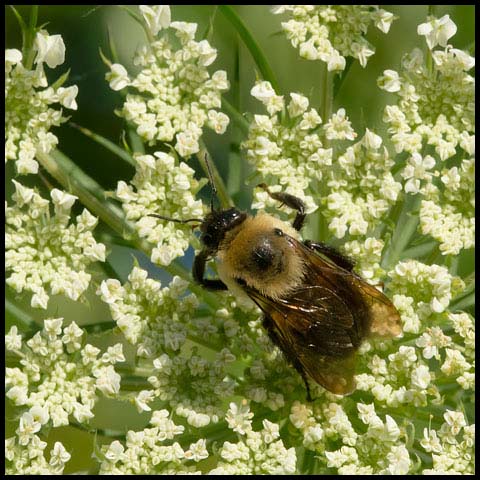 Brown-belted Bumble Bee