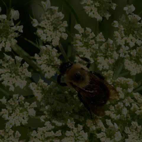 Brown-belted Bumble Bee