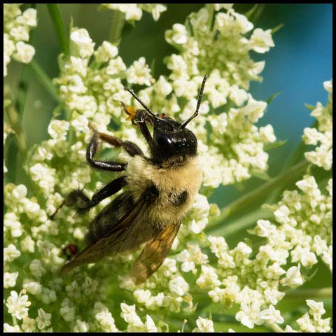 Brown-belted Bumble Bee