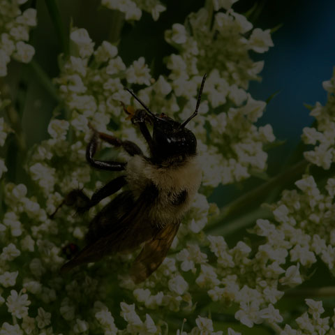 Brown-belted Bumble Bee