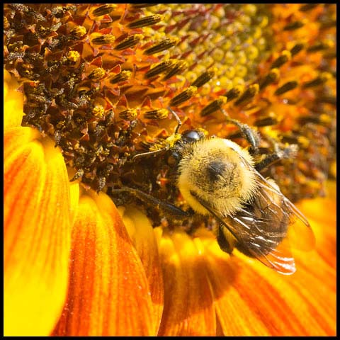 Brown-belted Bumble Bee