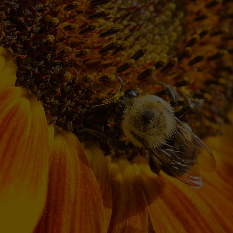 Brown-belted Bumble Bee