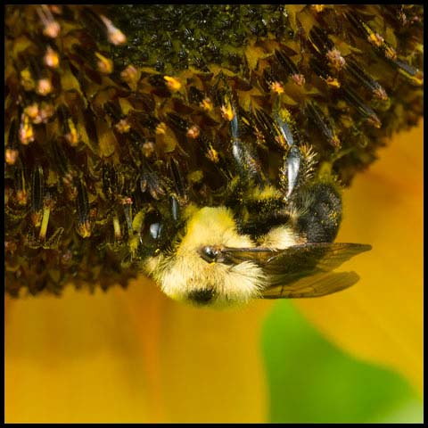 Brown-belted Bumble Bee