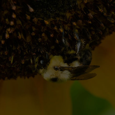 Brown-belted Bumble Bee