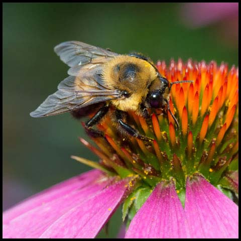 Brown-belted Bumble Bee