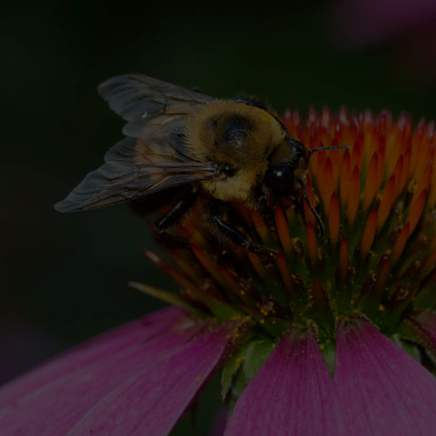 Brown-belted Bumble Bee