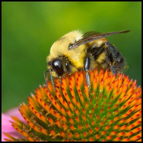 Brown-belted Bumble Bee