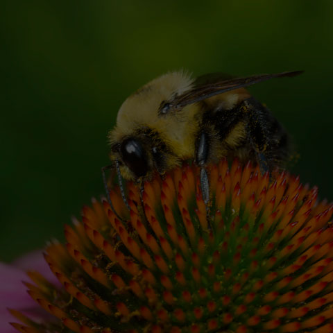 Brown-belted Bumble Bee