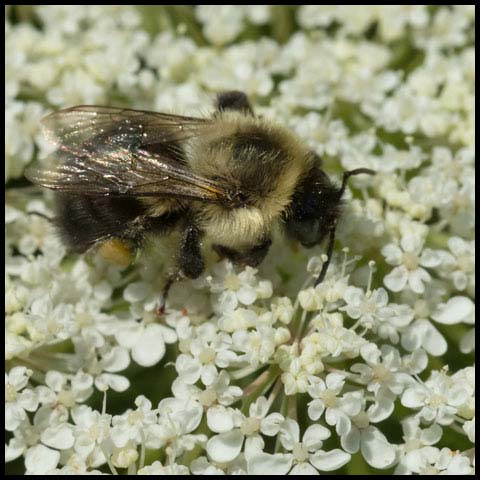 Common Eastern Bumble Bee