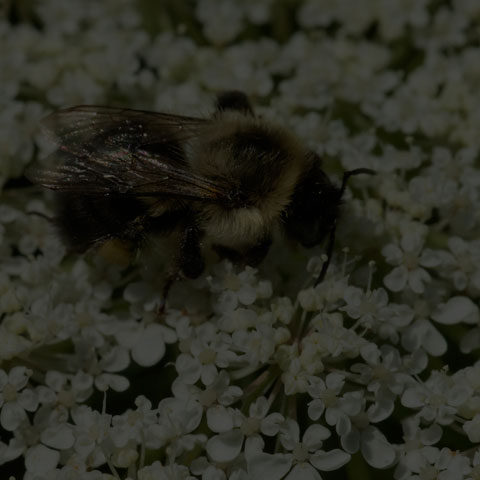 Common Eastern Bumble Bee