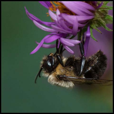 Common Eastern Bumble Bee