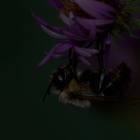 Common Eastern Bumble Bee