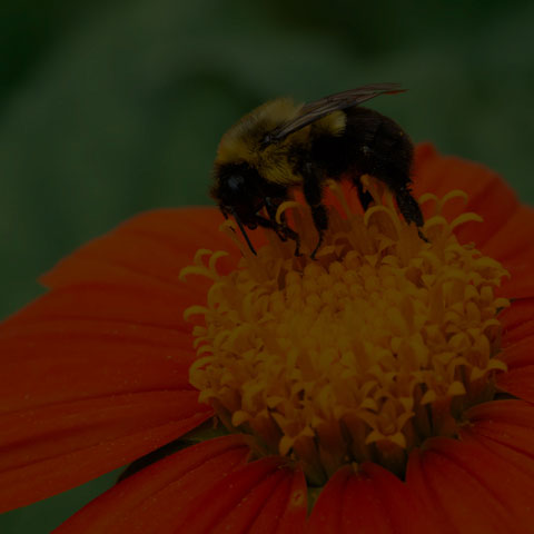 Common Eastern Bumble Bee