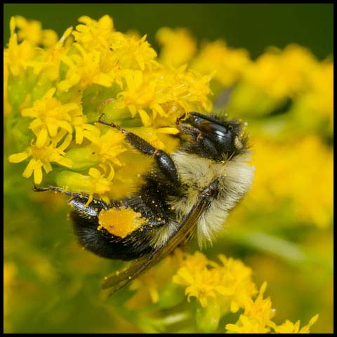 Common Eastern Bumble Bee
