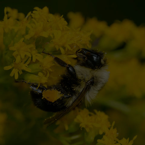 Common Eastern Bumble Bee
