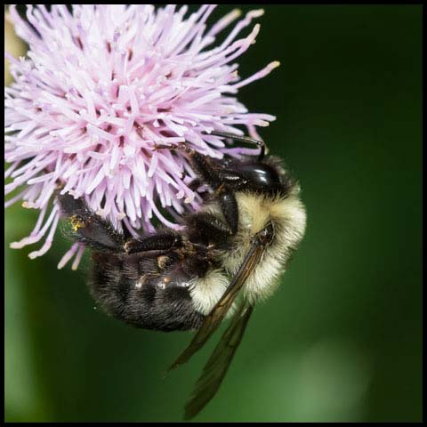 Common Eastern Bumble Bee