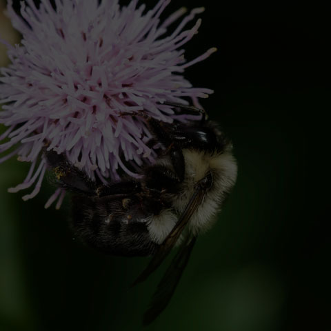 Common Eastern Bumble Bee