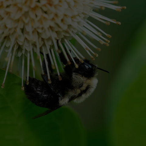 Common Eastern Bumble Bee