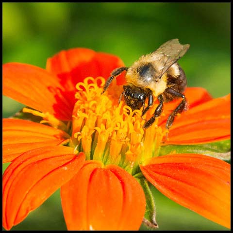Common Eastern Bumble Bee