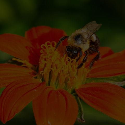 Common Eastern Bumble Bee