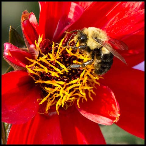 Common Eastern Bumble Bee