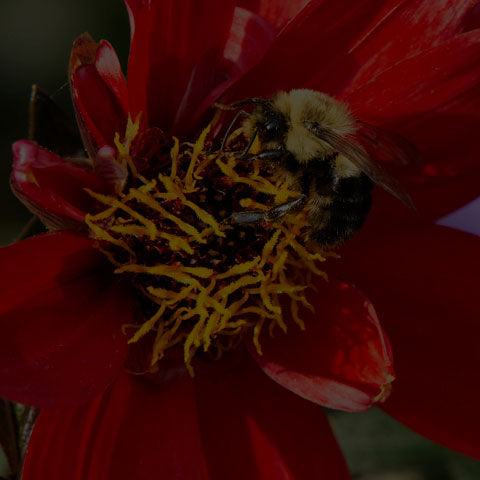 Common Eastern Bumble Bee