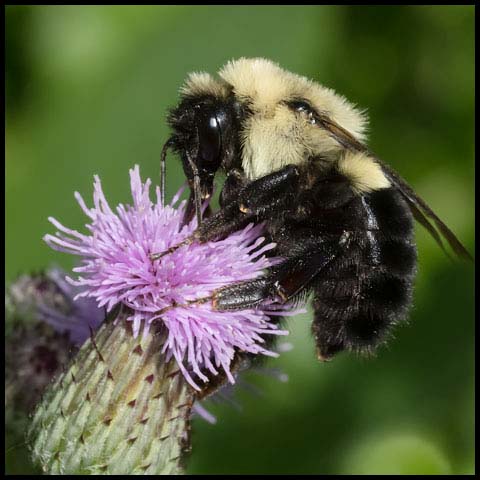 Common Eastern Bumble Bee