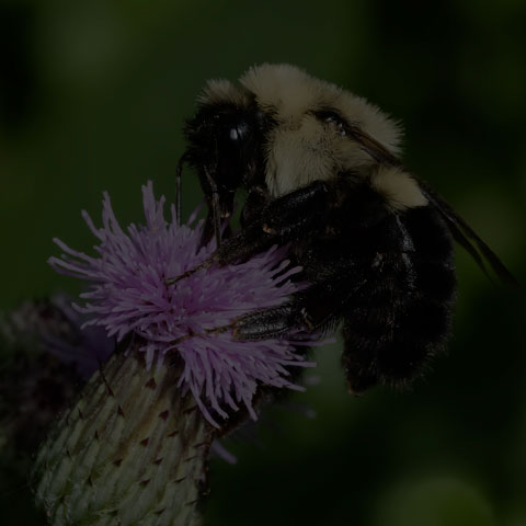 Common Eastern Bumble Bee