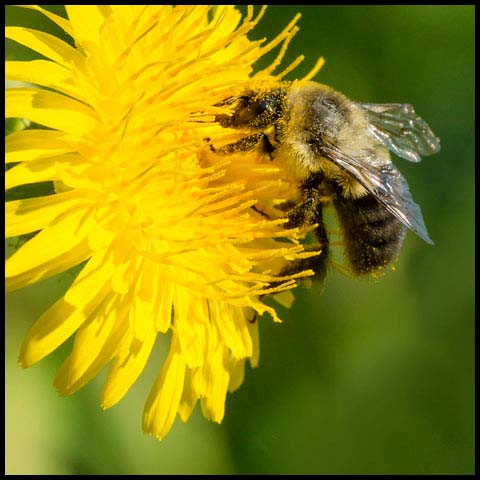 Common Eastern Bumble Bee