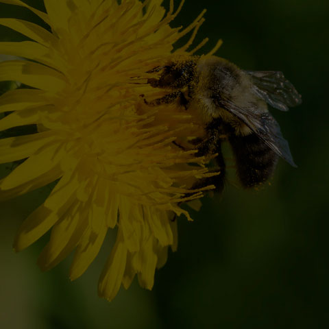 Common Eastern Bumble Bee