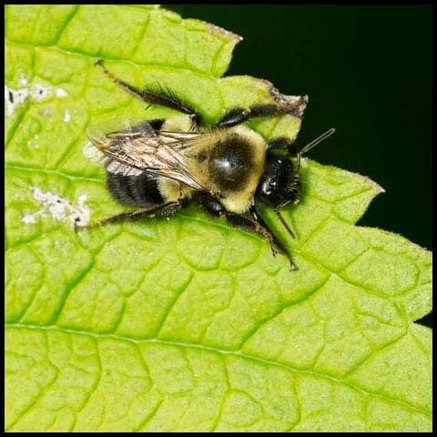 Common Eastern Bumble Bee