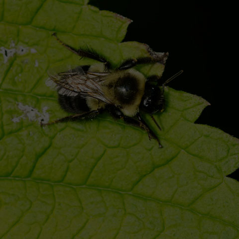 Common Eastern Bumble Bee