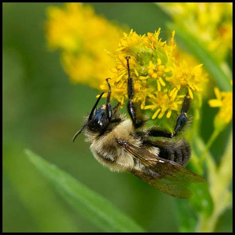 Common Eastern Bumble Bee