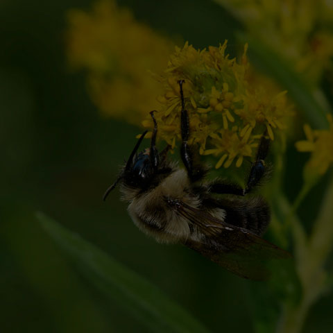 Common Eastern Bumble Bee