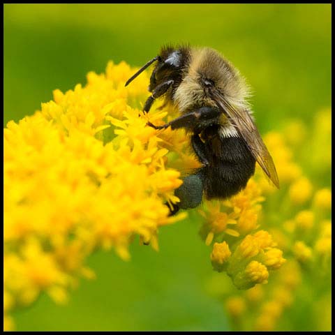 Common Eastern Bumble Bee